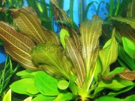 Echinodorus  "Red Rubin"